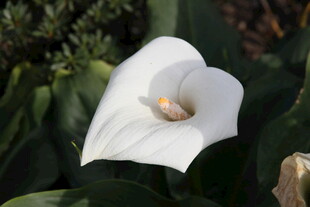 白色马蹄莲特写