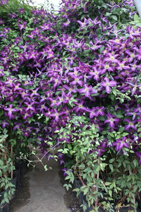 紫色花卉繁茂的绿植景观