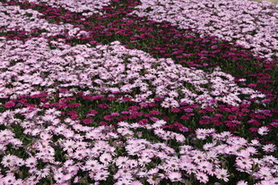 粉白花卉交织的绚烂景致