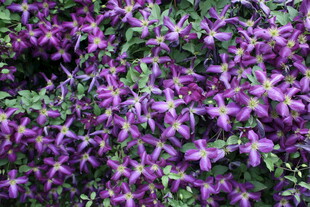 紫色繁星般小花绽放