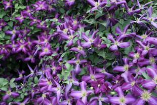 紫色繁星般小花绽放