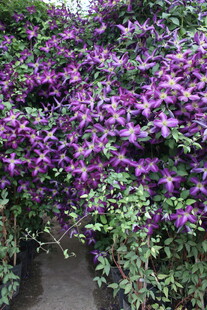 紫色花卉繁茂景象