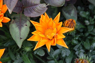 橙色花朵上的蝴蝶