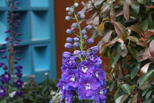 紫色花卉绽放于绿植间