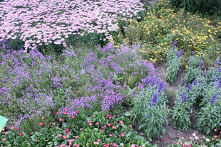 繁花盛开的多彩植物景观