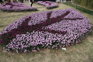 美丽花卉造型景观