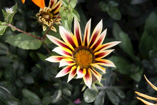 多彩勋章菊特写