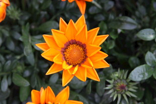 橙色勋章菊绽放