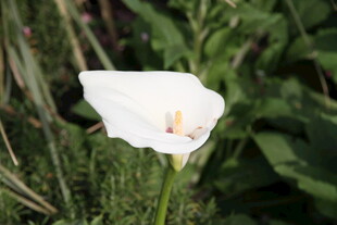 白色海芋花特写