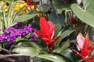 多彩花卉盆栽展示