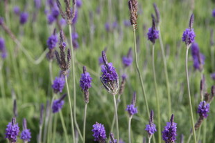 紫色薰衣草花海美景