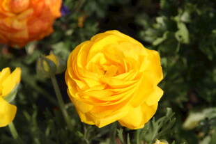 娇艳黄玫瑰绽放