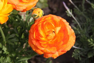 橙色花毛茛特写