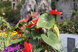 多彩花卉绽放生机