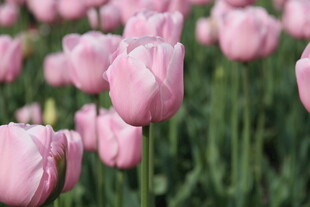 粉色郁金香花海