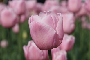 粉色郁金香花海美景