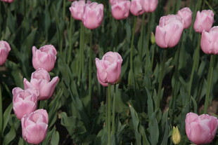 粉色郁金香花海