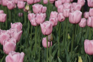 粉色郁金香花海