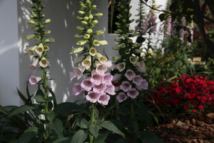 庭院中绽放的多彩毛地黄