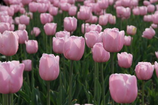 粉色郁金香花海