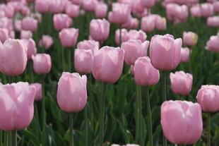 粉色郁金香花海