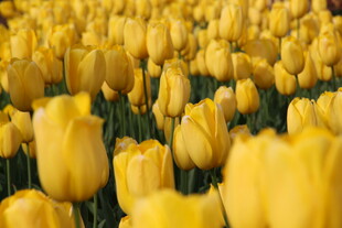 金黄郁金香花海