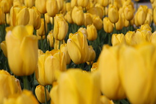 金黄郁金香花海