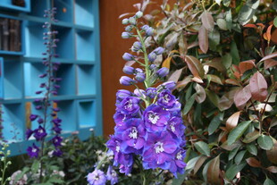 紫色风铃花绽放美景