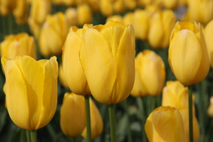 黄色郁金香花海