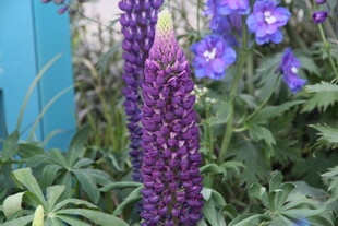 紫色羽扇豆花绽放