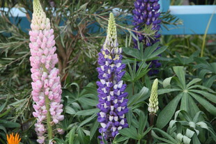 羽扇豆花绽放美丽姿态