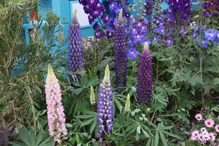 多彩羽扇豆花绽放花园