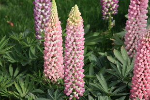 粉色羽扇豆花绽放