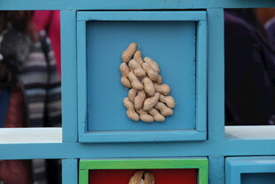 蓝色方格中的花生