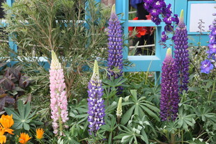 多彩羽扇豆花绽放