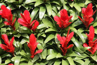 艳红花朵与翠绿叶片相映