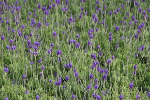 紫色花海绽放生机