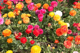 多彩烂漫花田绽放美丽