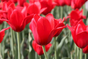 鲜艳红郁金香花海