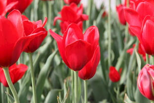 鲜艳红郁金香绽放美景