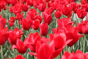 红色郁金香花海