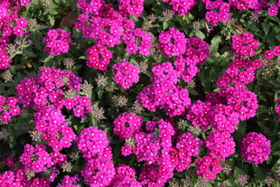 艳丽玫红花朵绽放