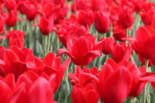 红色郁金香花海