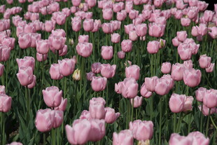 粉色郁金香花海