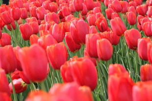 红色郁金香花海