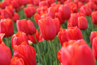 鲜艳红郁金香花海