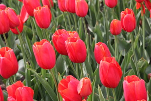 鲜艳红郁金香花海