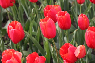 鲜艳红郁金香绽放美景