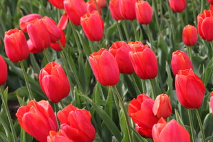 鲜艳红郁金香花海