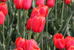 鲜艳红郁金香绽放